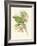 Small Birds of Tropics II-John Gould-Framed Art Print