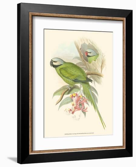 Small Birds of Tropics II-John Gould-Framed Art Print