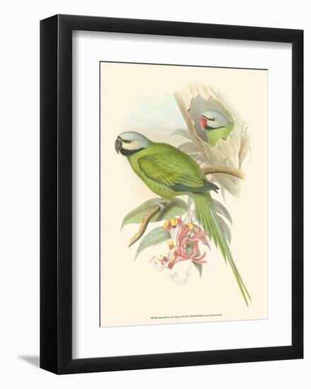 Small Birds of Tropics II-John Gould-Framed Art Print