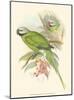 Small Birds of Tropics II-John Gould-Mounted Art Print