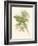 Small Birds of Tropics II-John Gould-Framed Art Print