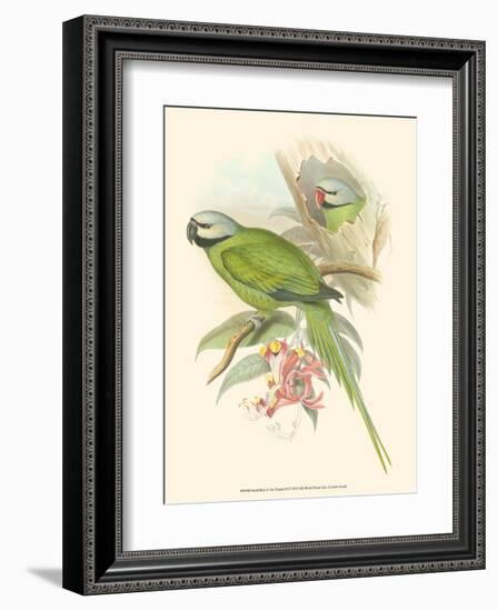 Small Birds of Tropics II-John Gould-Framed Art Print