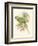 Small Birds of Tropics II-John Gould-Framed Art Print