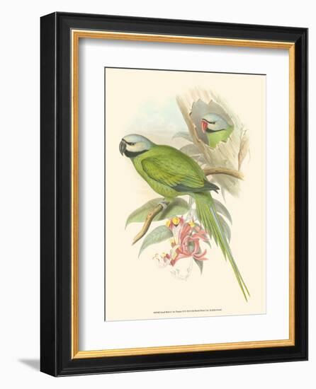 Small Birds of Tropics II-John Gould-Framed Art Print