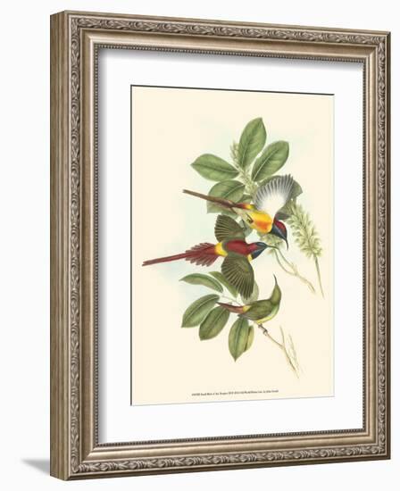 Small Birds of Tropics III-John Gould-Framed Art Print