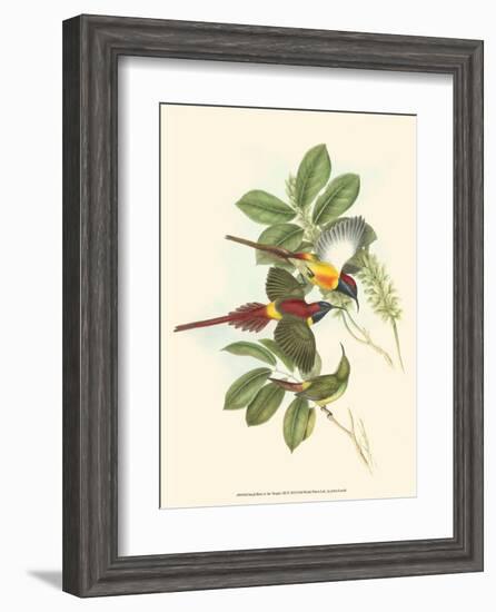 Small Birds of Tropics III-John Gould-Framed Art Print