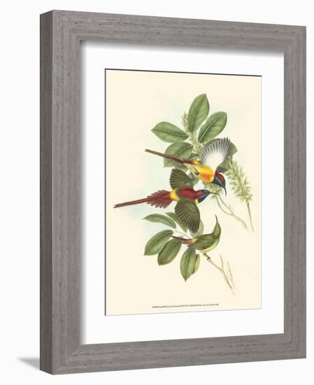 Small Birds of Tropics III-John Gould-Framed Art Print