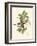 Small Birds of Tropics III-John Gould-Framed Art Print