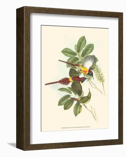 Small Birds of Tropics III-John Gould-Framed Art Print