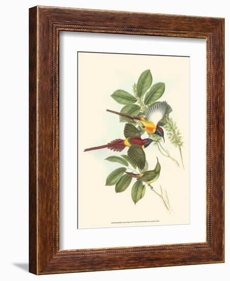 Small Birds of Tropics III-John Gould-Framed Art Print