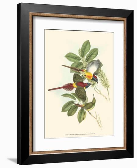 Small Birds of Tropics III-John Gould-Framed Art Print