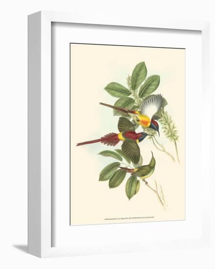 Small Birds of Tropics III-John Gould-Framed Art Print