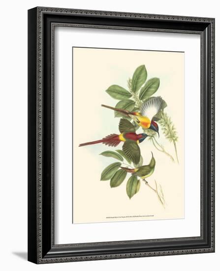 Small Birds of Tropics III-John Gould-Framed Art Print