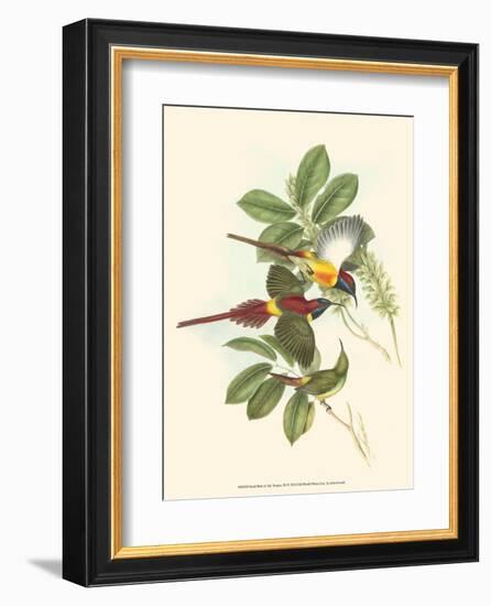 Small Birds of Tropics III-John Gould-Framed Art Print