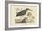 Small Bittern-Mark Catesby-Framed Art Print