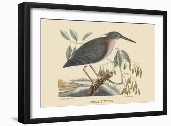 Small Bittern-Mark Catesby-Framed Art Print