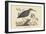 Small Bittern-Mark Catesby-Framed Art Print