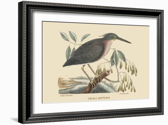 Small Bittern-Mark Catesby-Framed Art Print