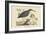 Small Bittern-Mark Catesby-Framed Art Print