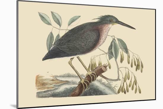 Small Bittern-Mark Catesby-Mounted Art Print