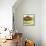 Small Bowl of Fruit III-Ethan Harper-Framed Stretched Canvas displayed on a wall