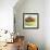 Small Bowl of Fruit III-Ethan Harper-Framed Art Print displayed on a wall