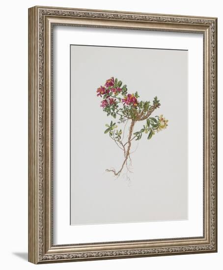 Small Boxwood-Moritz Michael Daffinger-Framed Collectable Print