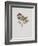 Small Boxwood-Moritz Michael Daffinger-Framed Collectable Print