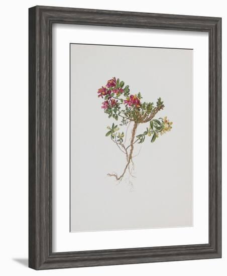 Small Boxwood-Moritz Michael Daffinger-Framed Collectable Print