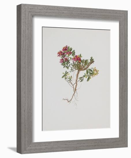 Small Boxwood-Moritz Michael Daffinger-Framed Collectable Print