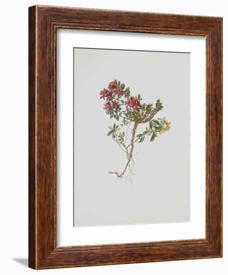 Small Boxwood-Moritz Michael Daffinger-Framed Collectable Print