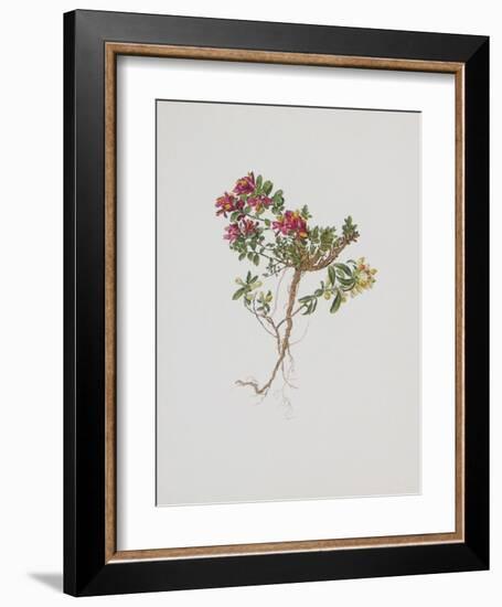 Small Boxwood-Moritz Michael Daffinger-Framed Collectable Print