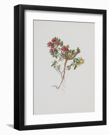 Small Boxwood-Moritz Michael Daffinger-Framed Collectable Print