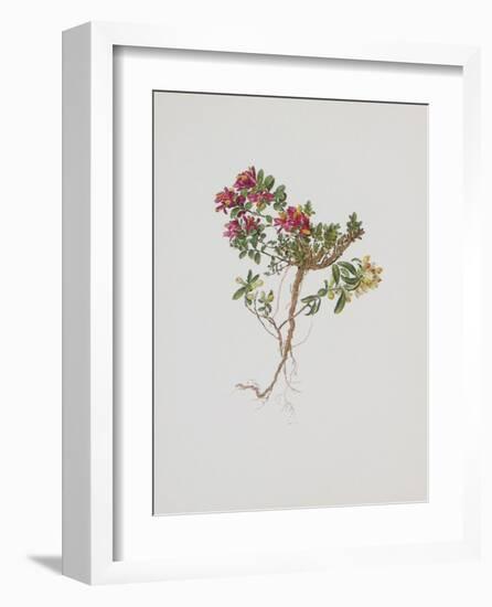 Small Boxwood-Moritz Michael Daffinger-Framed Collectable Print