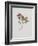 Small Boxwood-Moritz Michael Daffinger-Framed Collectable Print