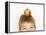 Small Boy with Apple on His Head-Marc O^ Finley-Framed Premier Image Canvas