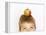 Small Boy with Apple on His Head-Marc O^ Finley-Framed Premier Image Canvas