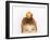 Small Boy with Apple on His Head-Marc O^ Finley-Framed Photographic Print