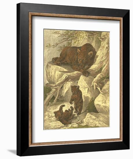 Small Brown Bear-Friedrich Specht-Framed Art Print