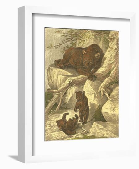 Small Brown Bear-Friedrich Specht-Framed Art Print