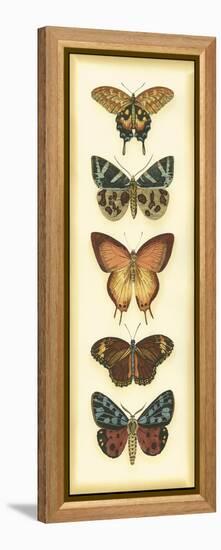 Small Butterfly Collector V-Chariklia Zarris-Framed Stretched Canvas