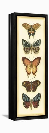 Small Butterfly Collector V-Chariklia Zarris-Framed Stretched Canvas
