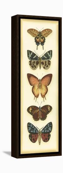 Small Butterfly Collector V-Chariklia Zarris-Framed Stretched Canvas