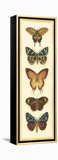 Small Butterfly Collector V-Chariklia Zarris-Framed Stretched Canvas