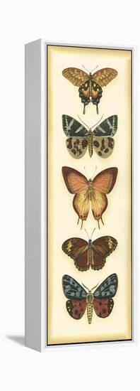 Small Butterfly Collector V-Chariklia Zarris-Framed Stretched Canvas