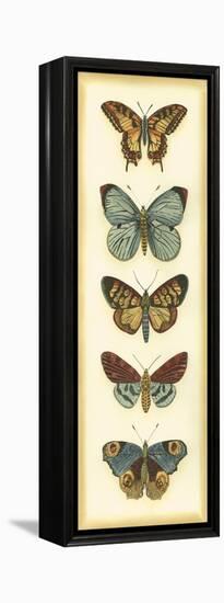 Small Butterfly Collector VI-Chariklia Zarris-Framed Stretched Canvas