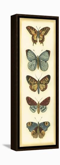 Small Butterfly Collector VI-Chariklia Zarris-Framed Stretched Canvas