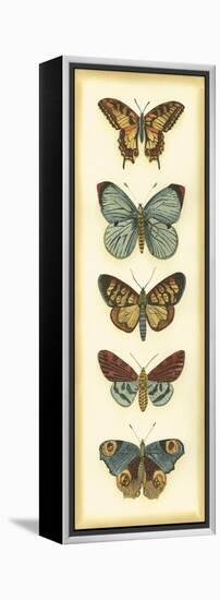 Small Butterfly Collector VI-Chariklia Zarris-Framed Stretched Canvas