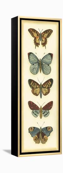 Small Butterfly Collector VI-Chariklia Zarris-Framed Stretched Canvas