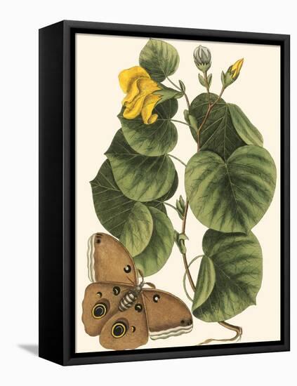 Small Catesby Butterfly and Botanical I-Mark Catesby-Framed Stretched Canvas